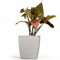Syngonium Pink - plant store® 