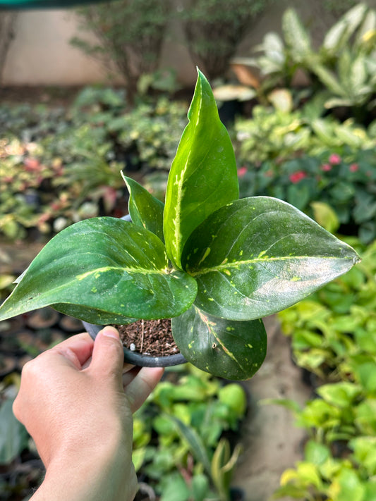 Aglaonema Coco Melon