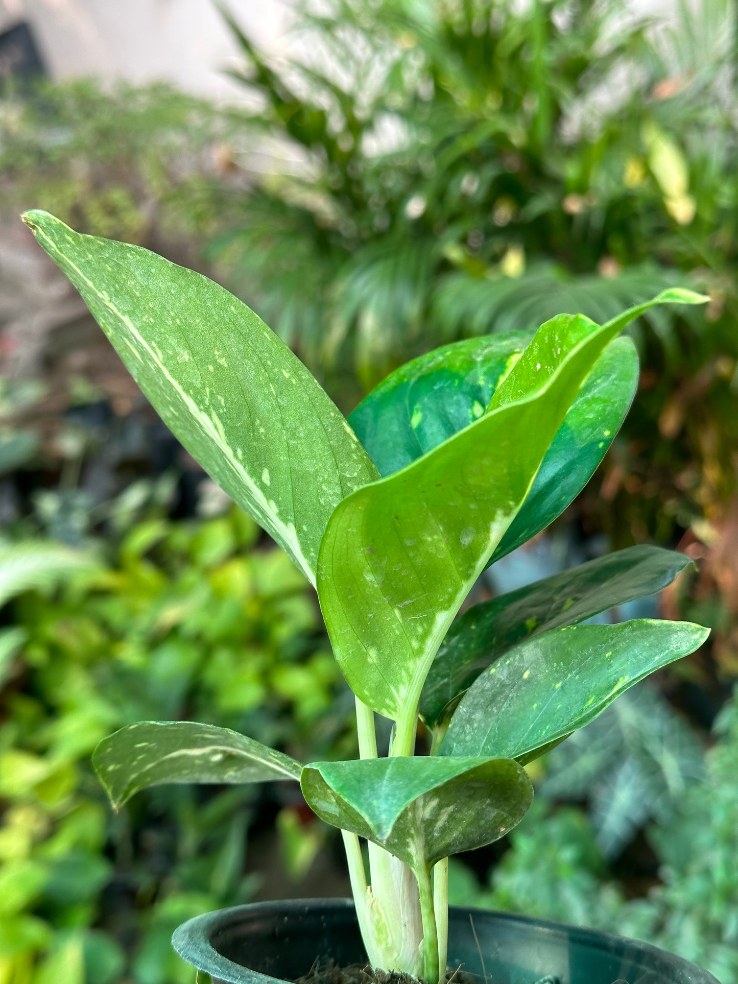 Aglaonema Coco Melon