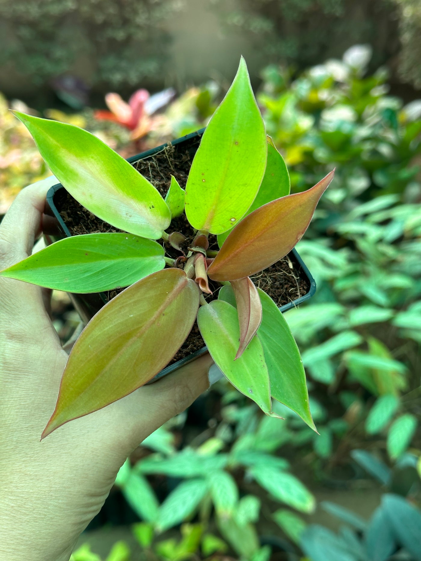 Philodendron Prince of Orange - plant store® 