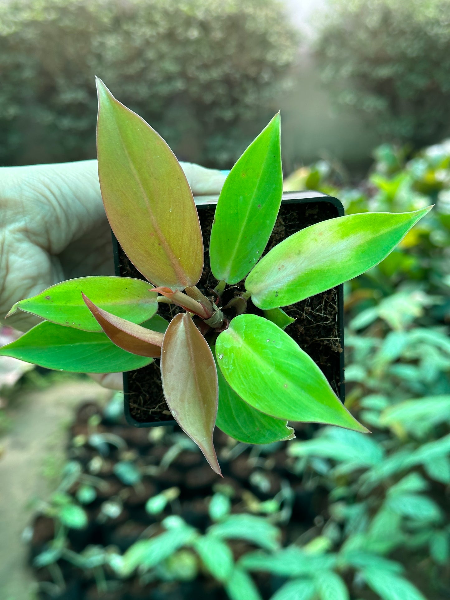 Philodendron Prince of Orange