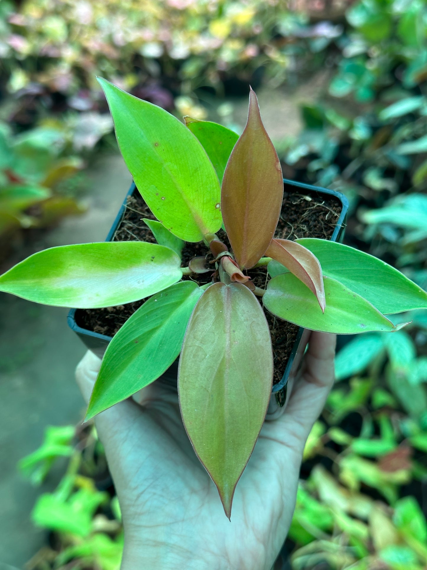 Philodendron Prince of Orange