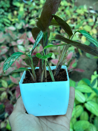 Calathea Exotica