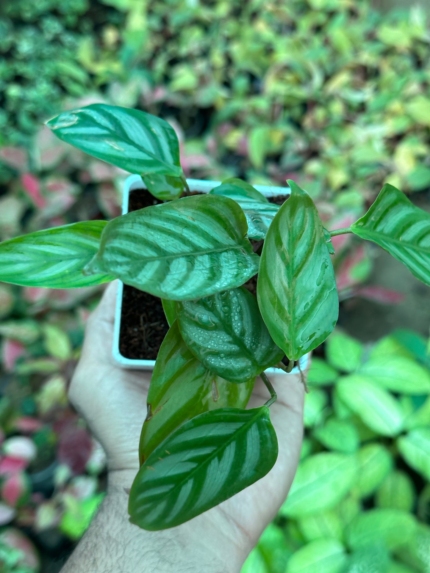 Calathea Exotica