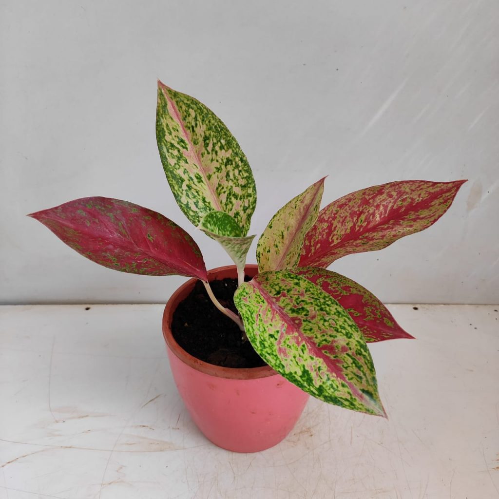 Aglaonema Happiness Plant