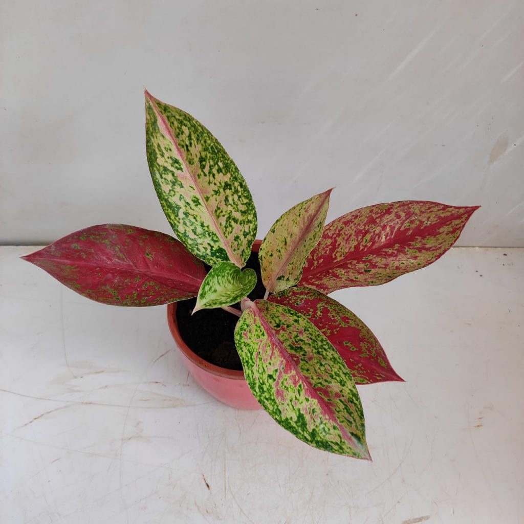 Aglaonema Happiness Plant