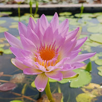 Day Glow Tropical Waterlily