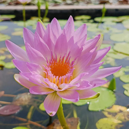 Day Glow Tropical Waterlily