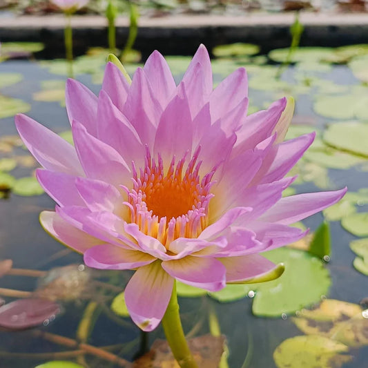 Day Glow Tropical Waterlily