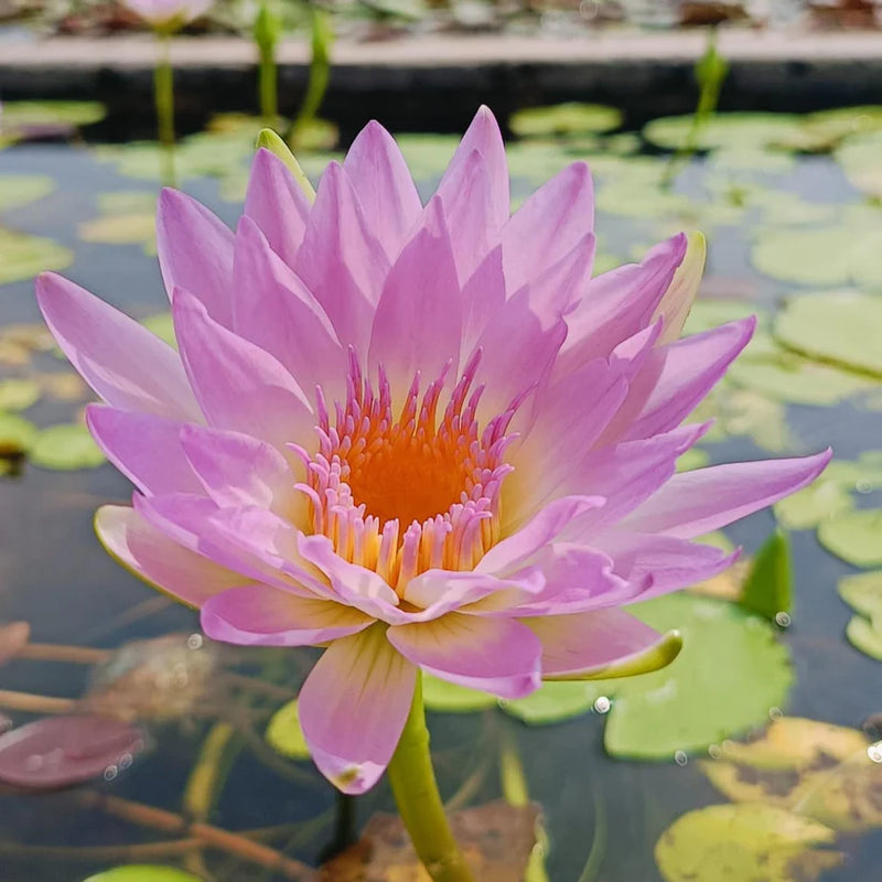 Day Glow Tropical Waterlily