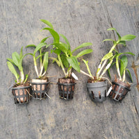 Assorted Dendrobium Seedling size 5 Orchids Combo - plant store® 