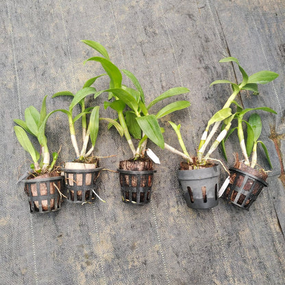 Assorted Dendrobium Seedling size 5 Orchids Combo