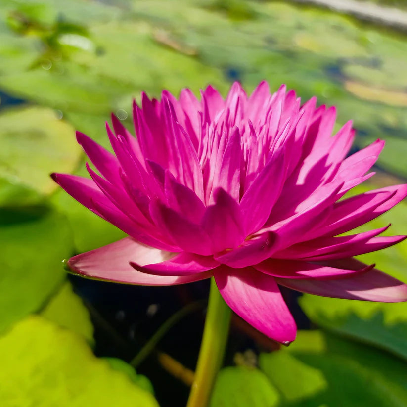 Kaohinson Tropical Waterlily