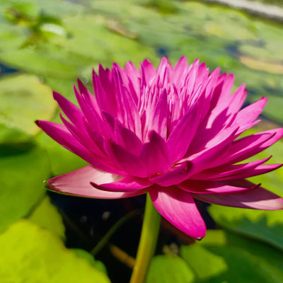 Kaohinson Tropical Waterlily