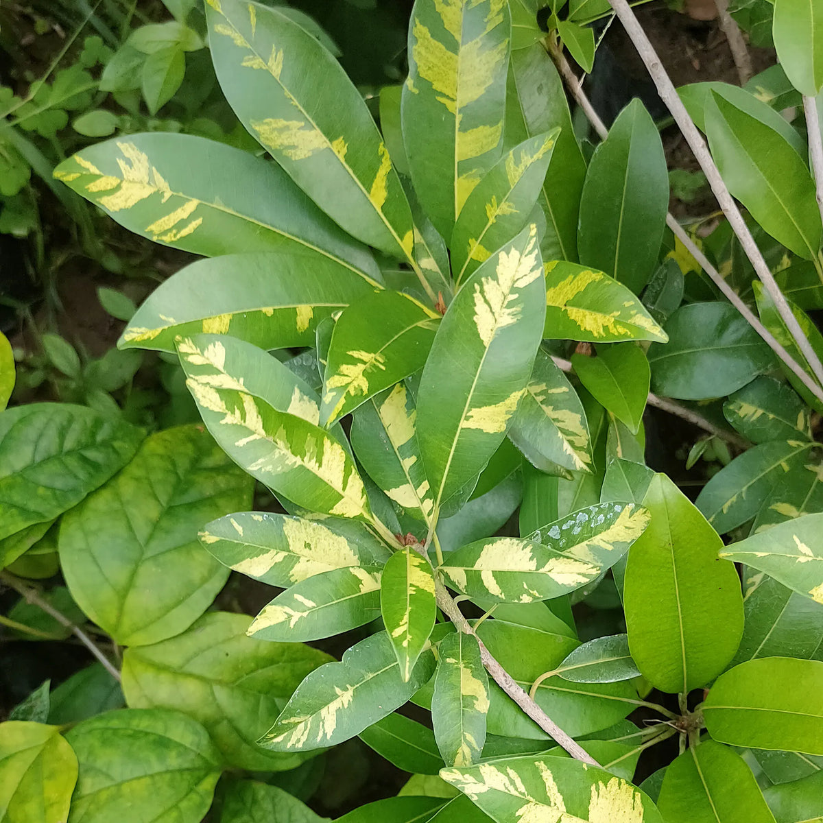 Variegated Chiku Grafted Tree