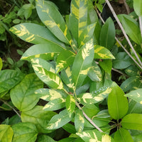 Variegated Chiku Grafted Tree
