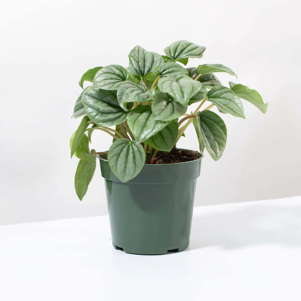 Peperomia Caperata “Frost” Bare Rooted - plant store® 