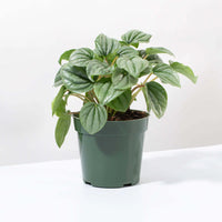 Peperomia Caperata “Frost” Bare Rooted - plant store® 