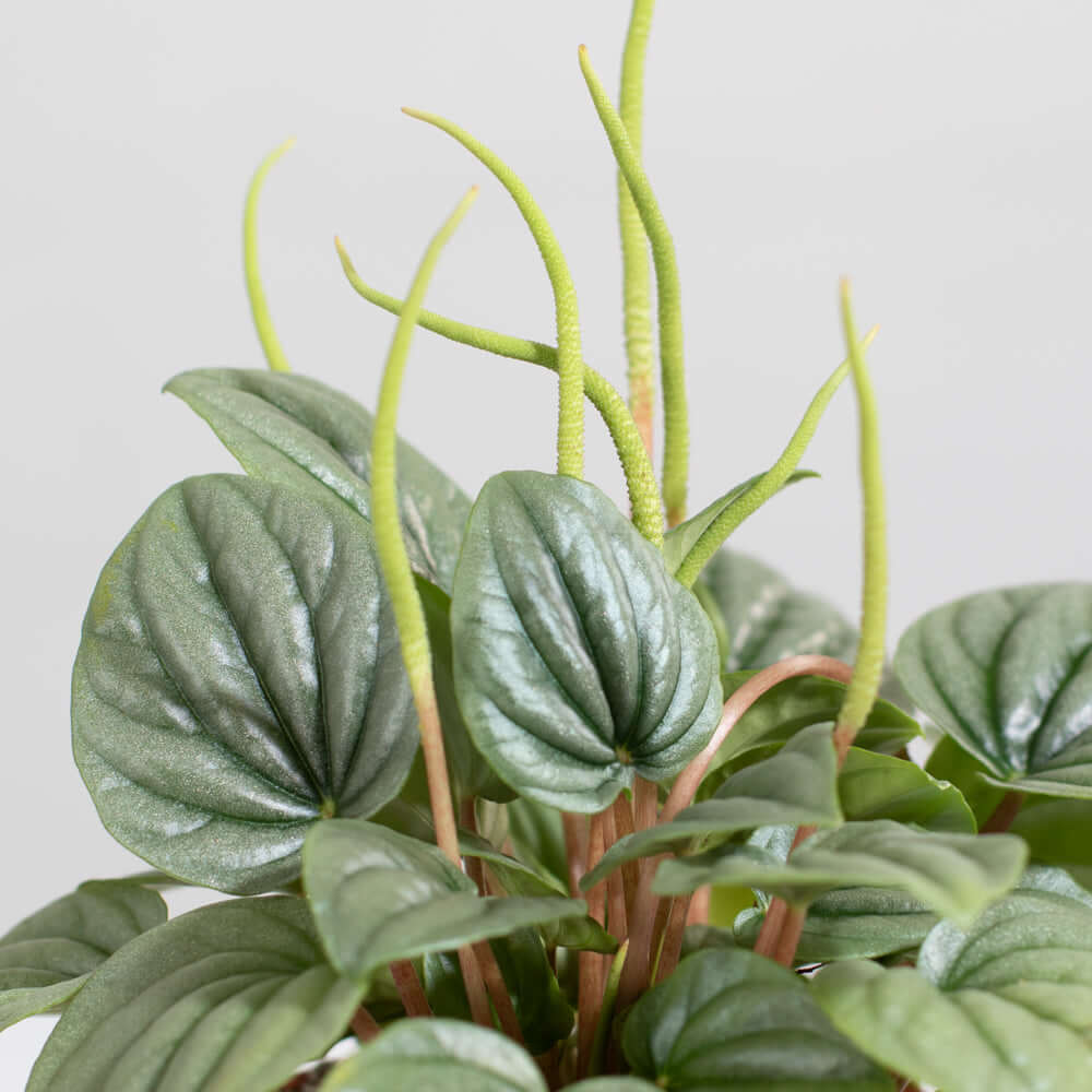 Peperomia Caperata “Frost” Bare Rooted