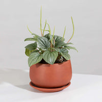 Peperomia Caperata “Frost” Bare Rooted - plant store® 