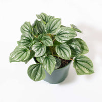 Peperomia Caperata “Frost” Bare Rooted - plant store® 