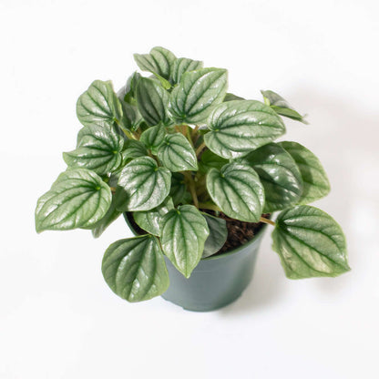 Peperomia Caperata “Frost” Bare Rooted