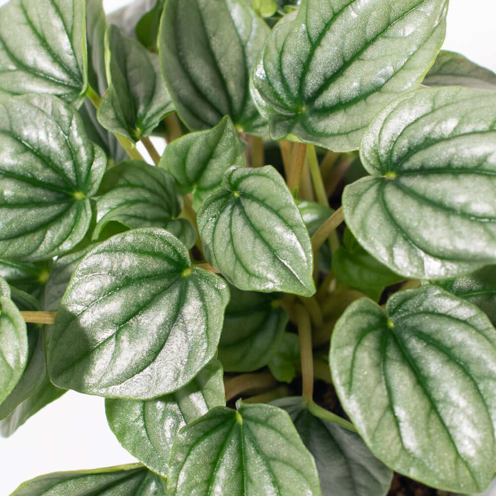 Peperomia Caperata “Frost” Bare Rooted