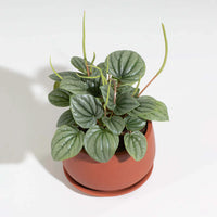 Peperomia Caperata “Frost” Bare Rooted - plant store® 