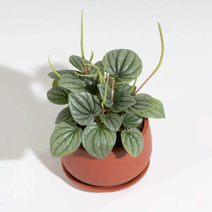 Peperomia Caperata “Frost” Bare Rooted