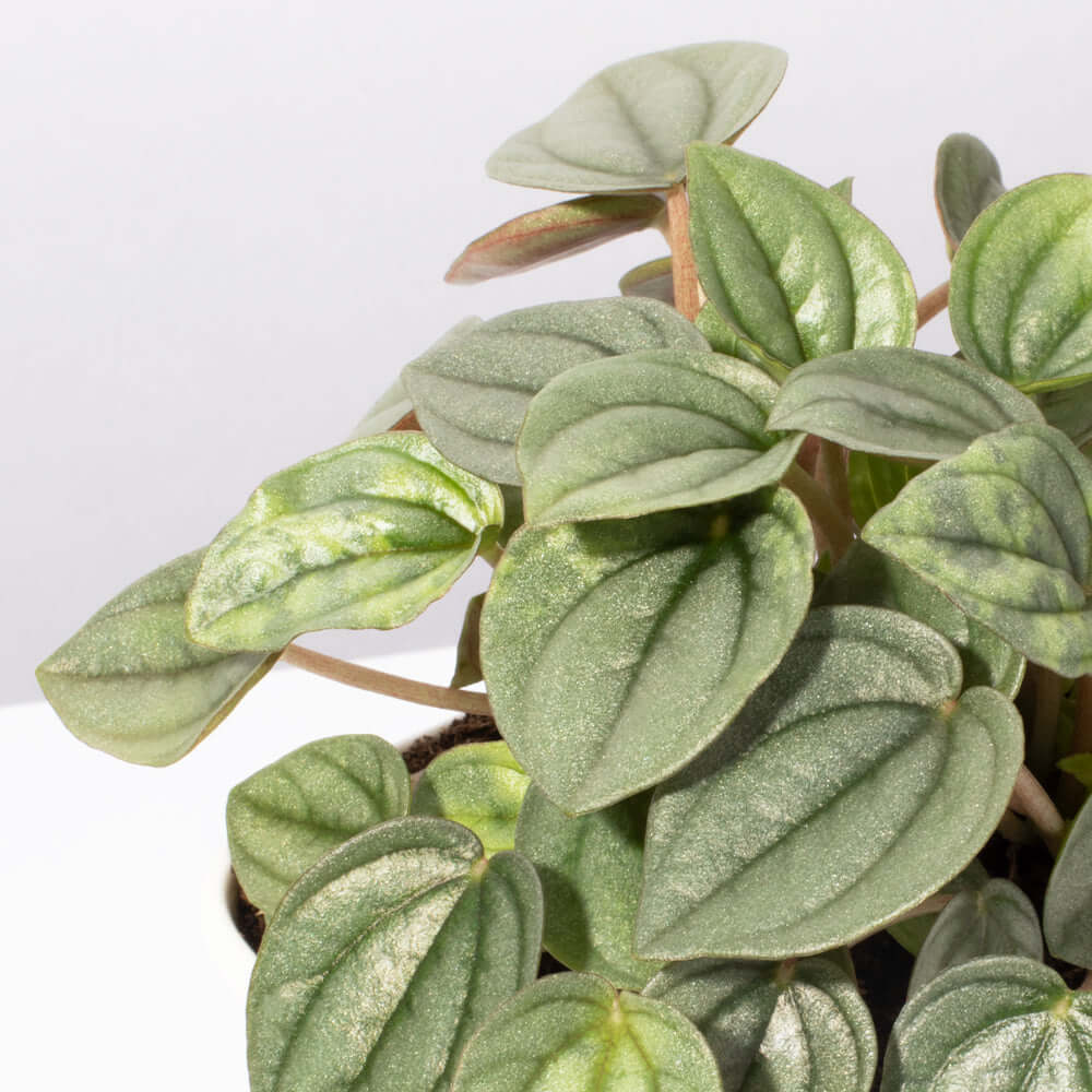 Peperomia Caperata “Frost” Bare Rooted