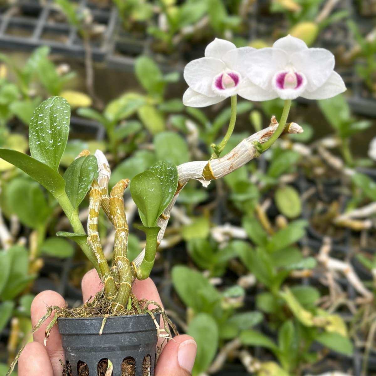 Dendrobium Nestor Semi Alba (Blooming Size)