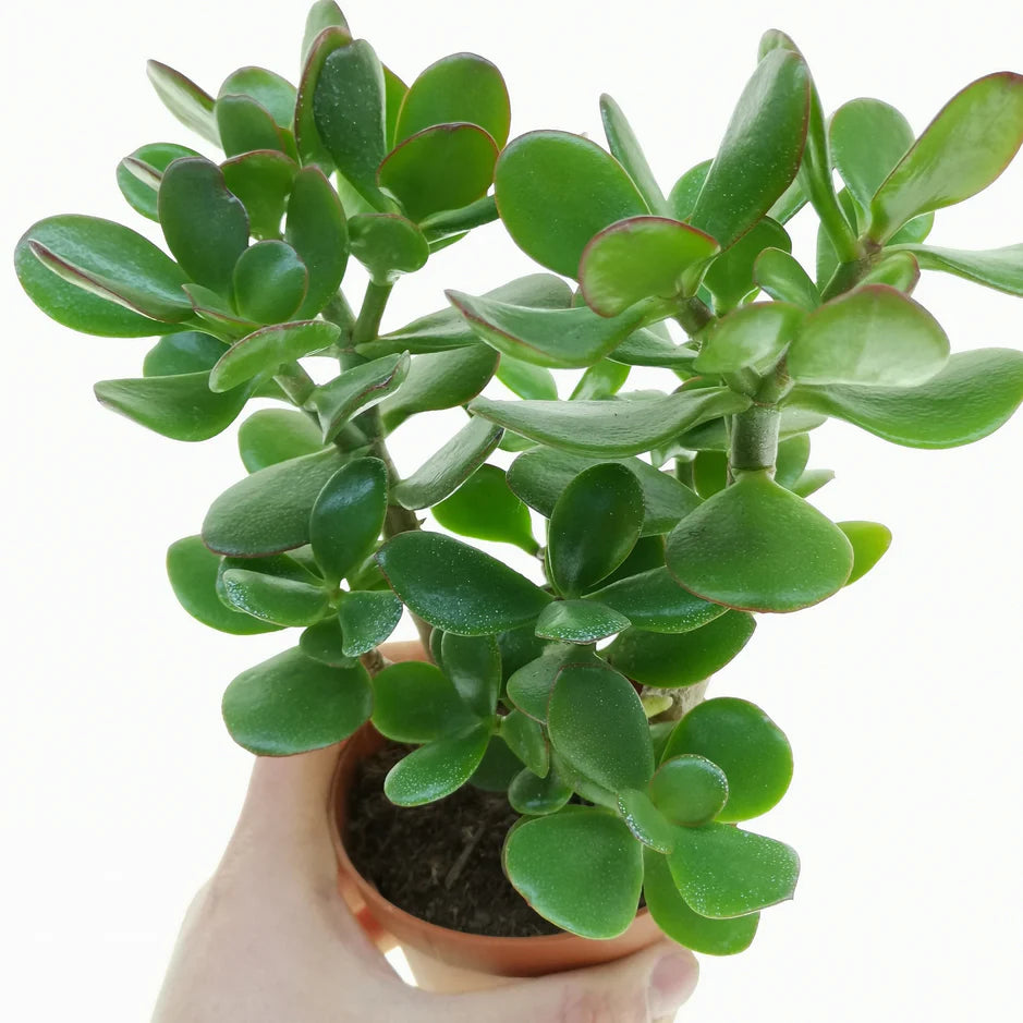 Crassula Ovata (Kuber) Plant - Bare Rooted - plant store® 