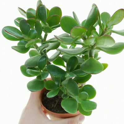 Crassula Ovata (Kuber) Bare Rooted