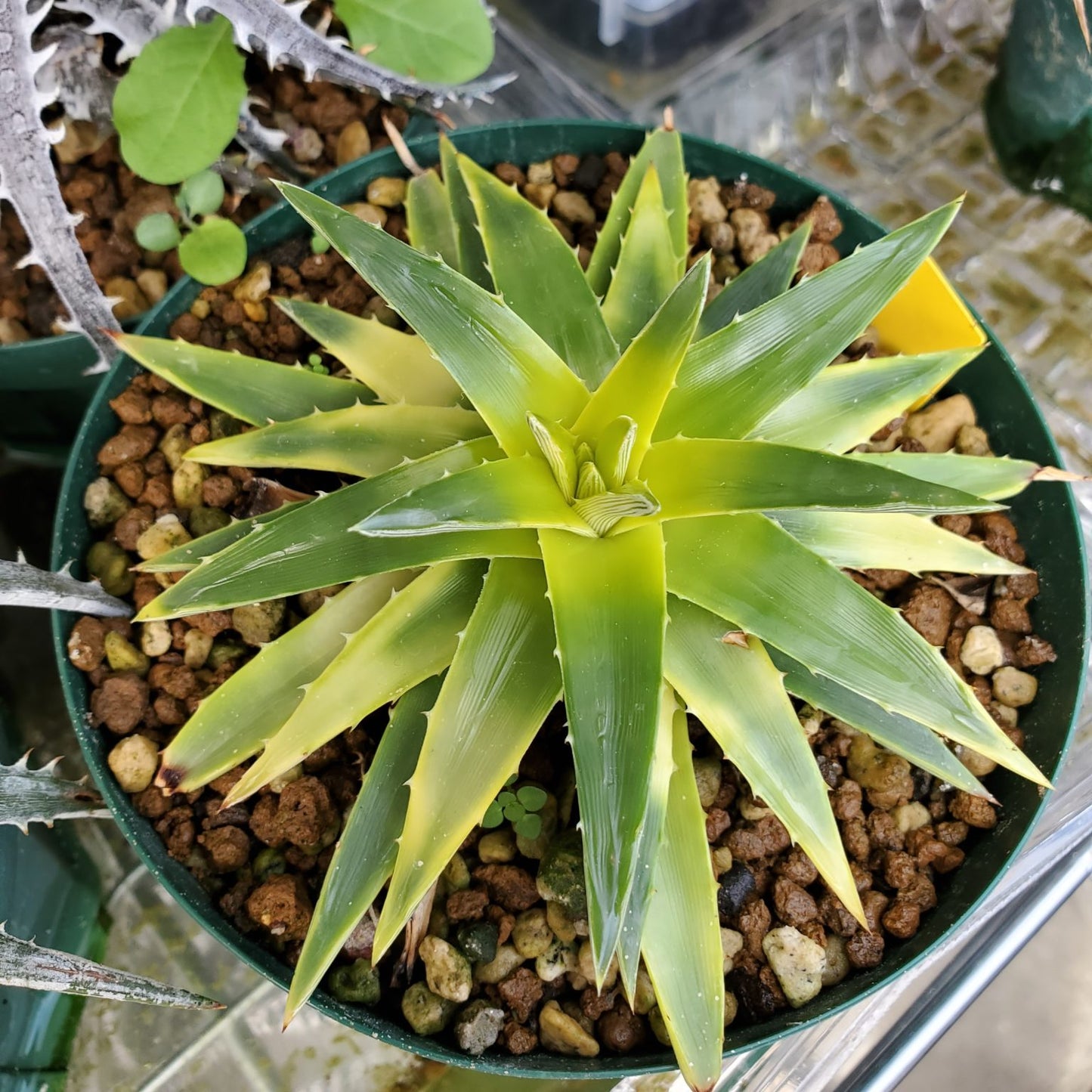 Dyckia Moonglow Bare Rooted (Brazil Imported) Rare