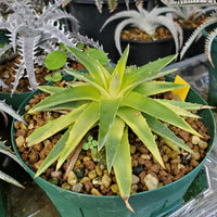 Dyckia Moonglow Bare Rooted (Brazil Imported) Rare - plant store® 