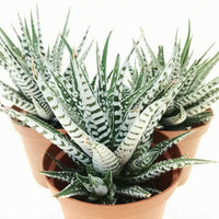 Super White Attenuata Haworthia Zebra (Bare Rooted) - plant store® 