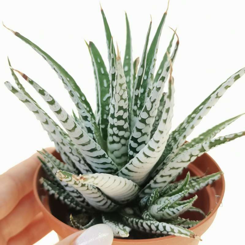 Super White Attenuata Haworthia Zebra (Bare Rooted) - plant store® 