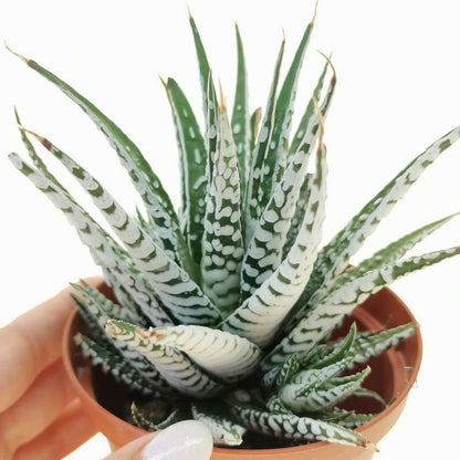 Super White Attenuata Haworthia Zebra (Bare Rooted)