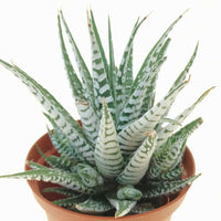 Super White Attenuata Haworthia Zebra (Bare Rooted) - plant store® 