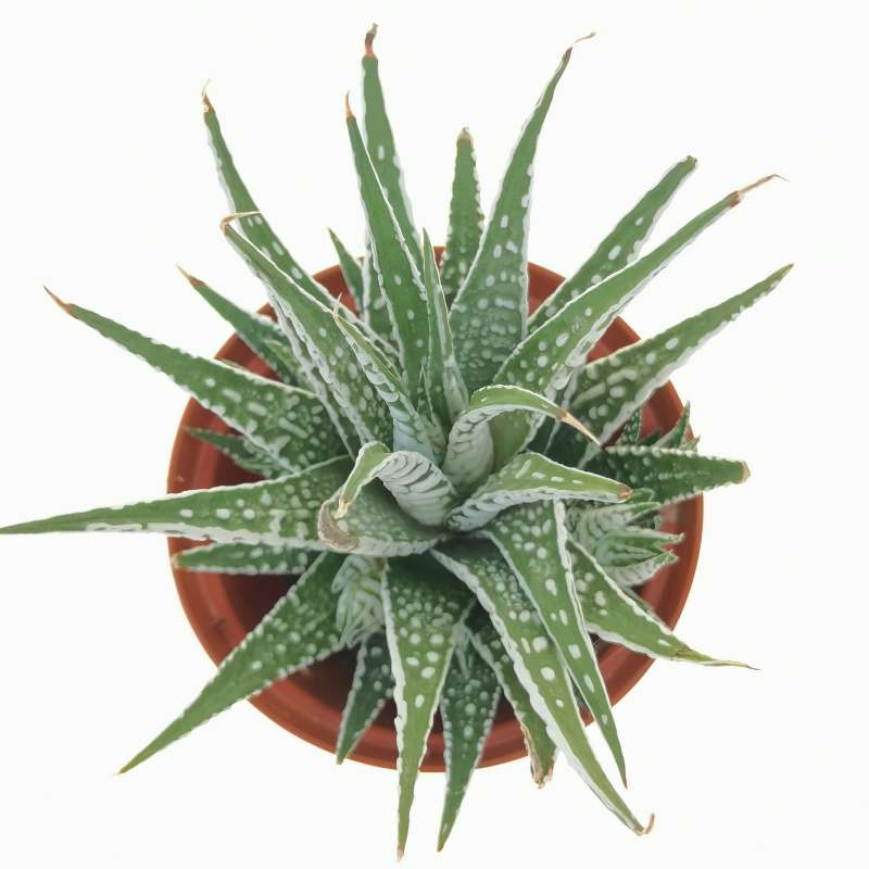 Super White Attenuata Haworthia Zebra (Bare Rooted) - plant store® 