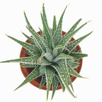 Super White Attenuata Haworthia Zebra (Bare Rooted) - plant store® 