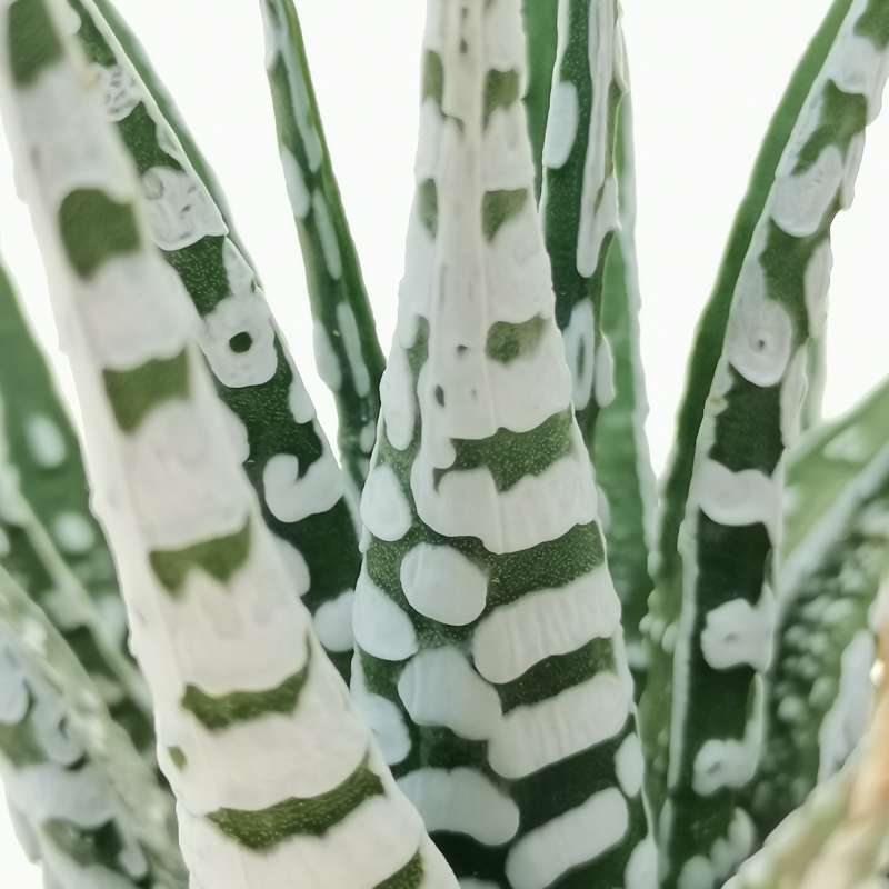 Super White Attenuata Haworthia Zebra (Bare Rooted) - plant store® 