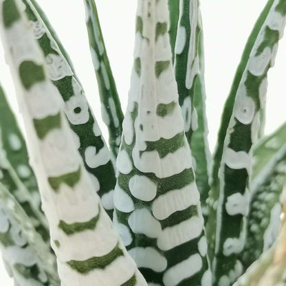 Super White Attenuata Haworthia Zebra (Bare Rooted)