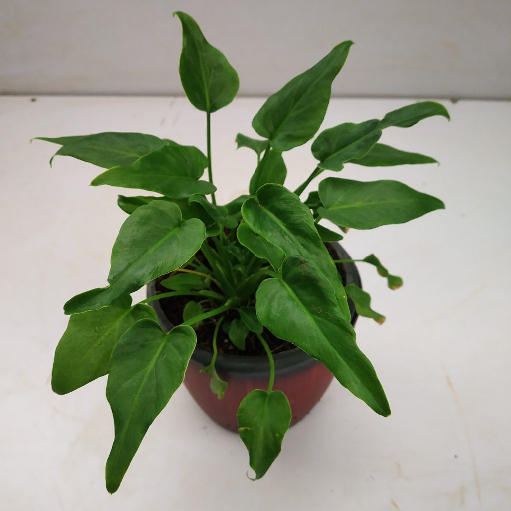 Philodendron Xanadu Green - plant store® 