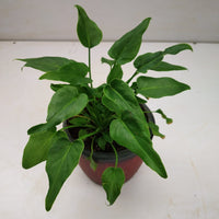 Philodendron Xanadu Green - plant store® 