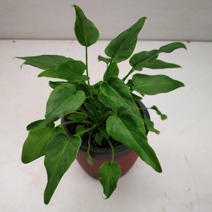 Philodendron Xanadu Green