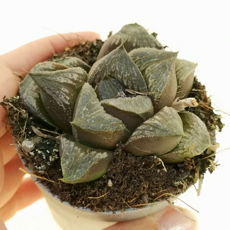 Haworthia Pygmea Fusca Hybrid (Bare Rooted) - plant store® 
