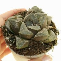 Haworthia Pygmea Fusca Hybrid (Bare Rooted) - plant store® 