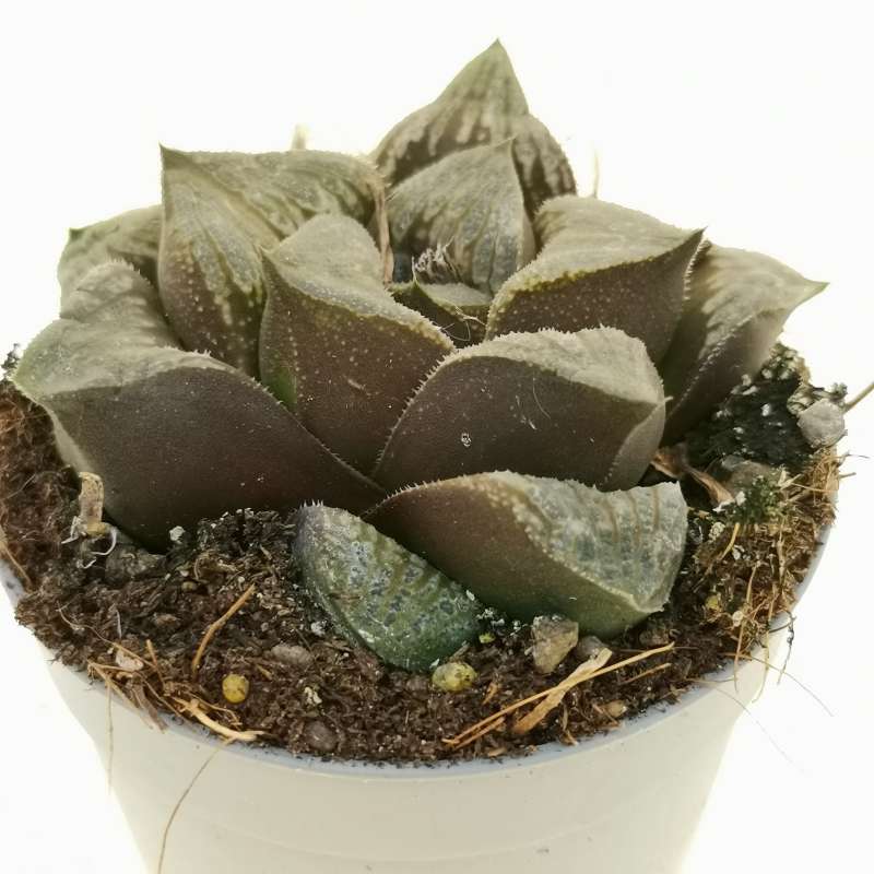 Haworthia Pygmea Fusca Hybrid (Bare Rooted) - plant store® 