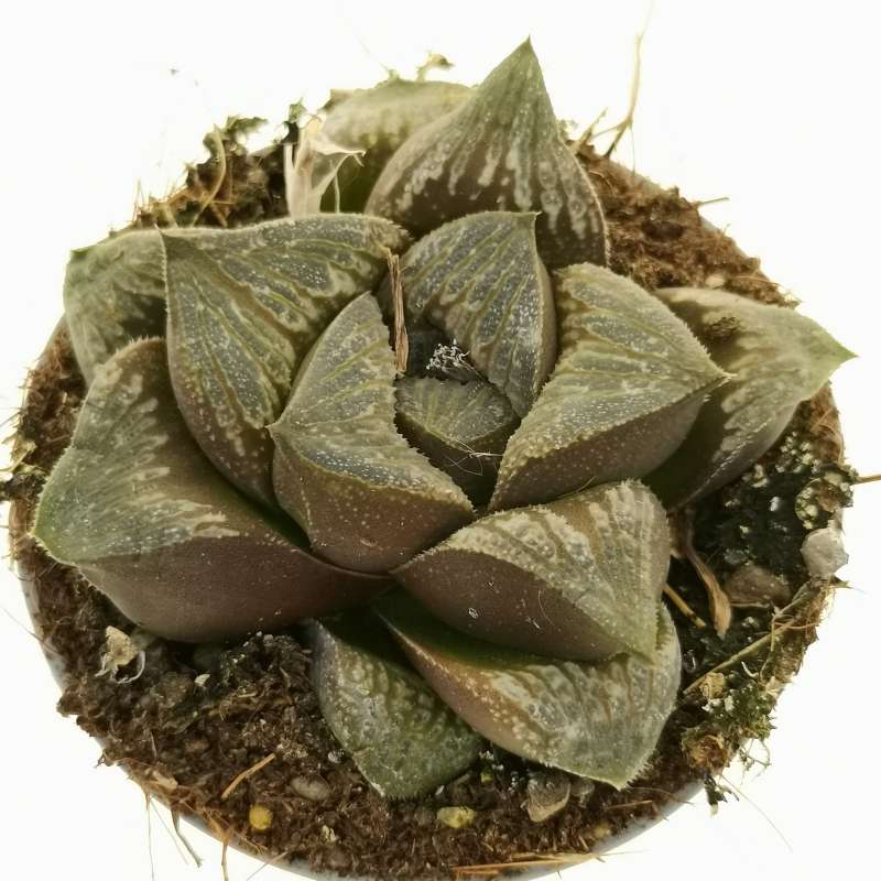 Haworthia Pygmea Fusca Hybrid (Bare Rooted) - plant store® 